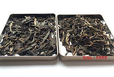 从重量辨别普洱茶大树古树及台地茶