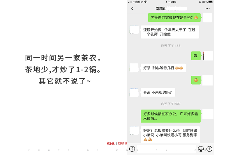 古树春茶 实况