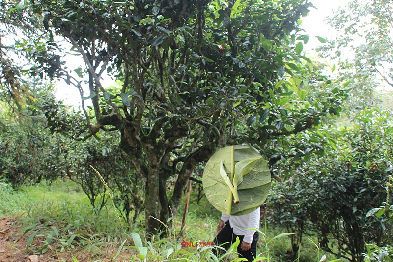 冰岛古树茶有哪些特点？第1点：先弄懂古树茶