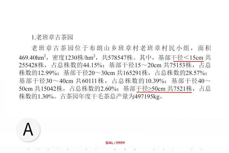 2025年老班章价格