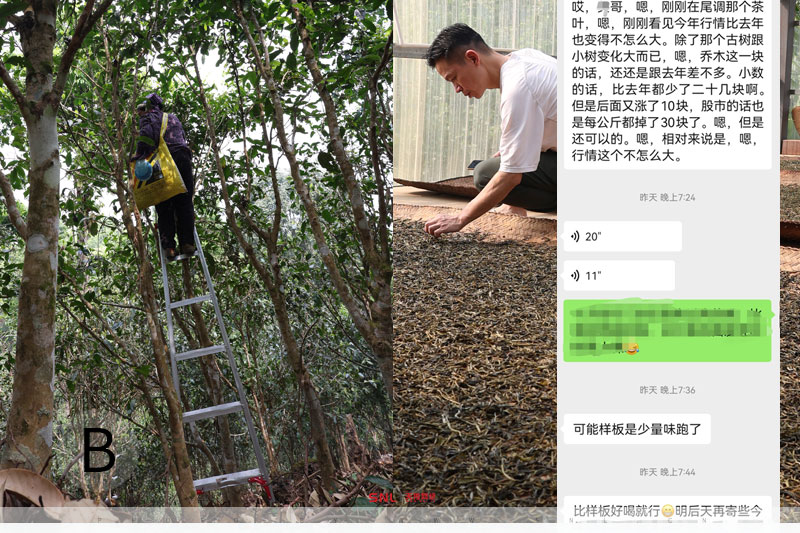 2025古树茶多少钱