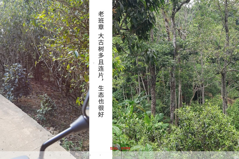 真实的老班章 真实老班章