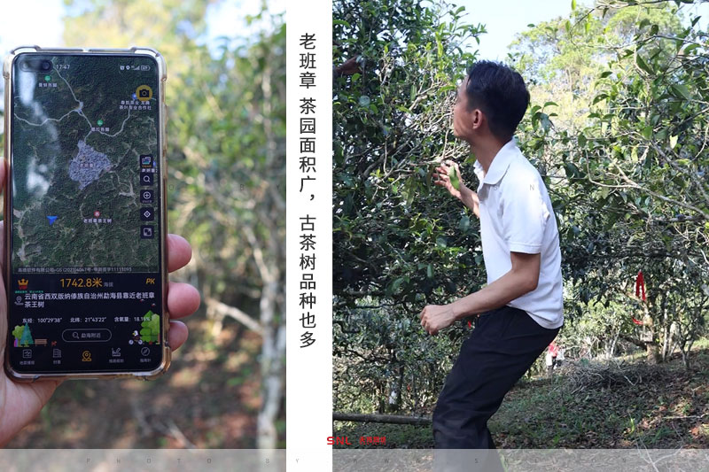 真正的老班章 真正老班章
