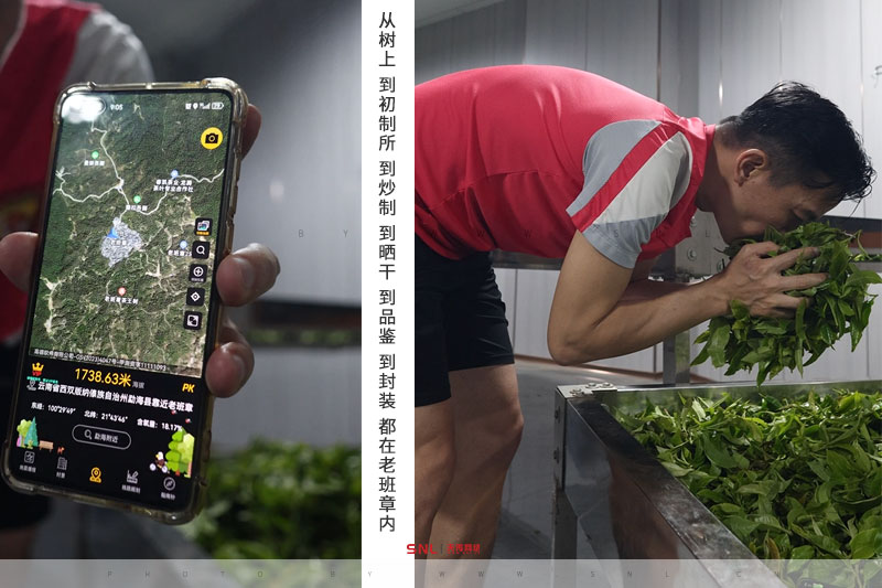 正宗的老班章 正宗老班章