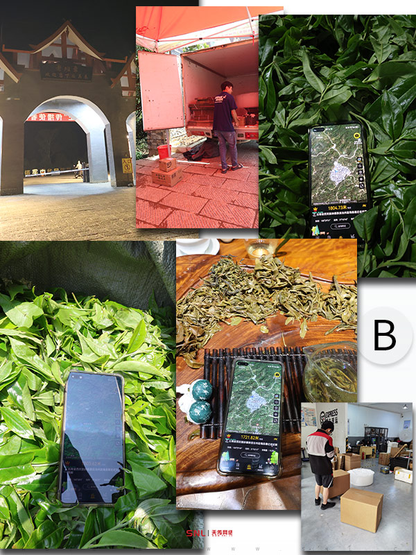 2025年古树茶 2025年古树茶价格