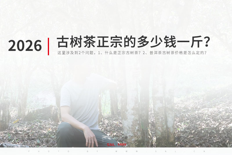 古树茶正宗的多少钱一斤？